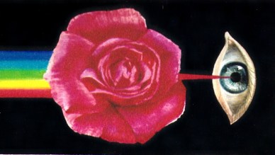 fert rosae