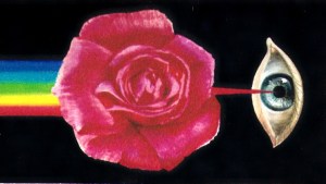 fert rosae