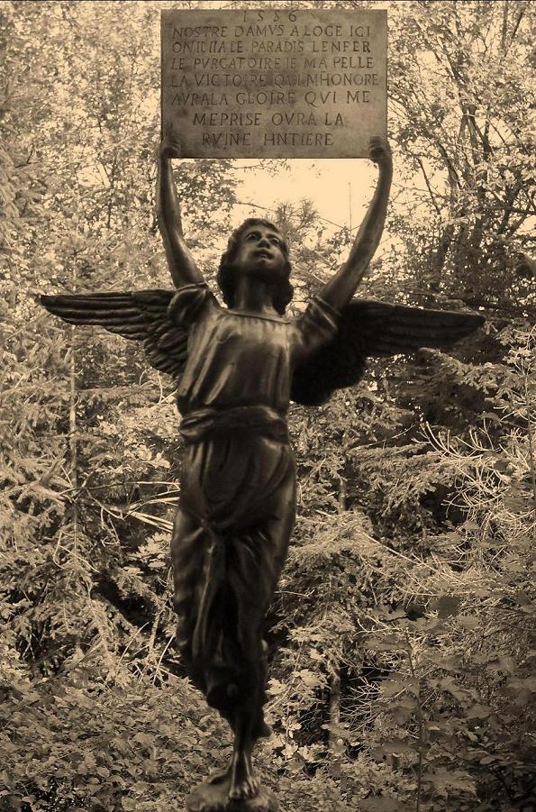 Vittoria alata - Copia