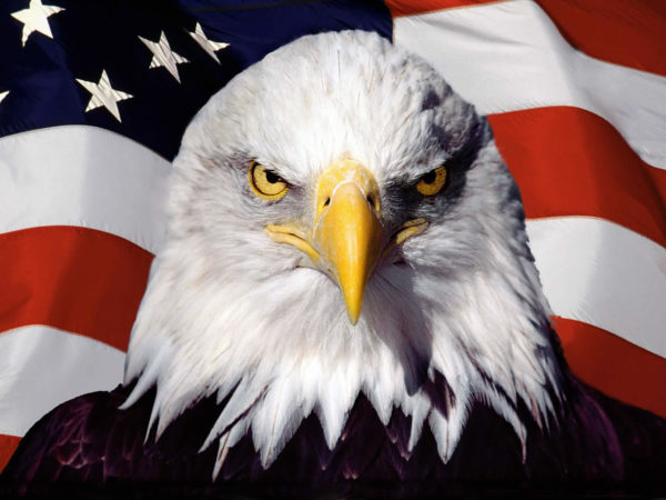 aquila_con_bandiera_americana-600x450