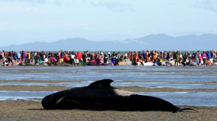 whales-balene-baleine